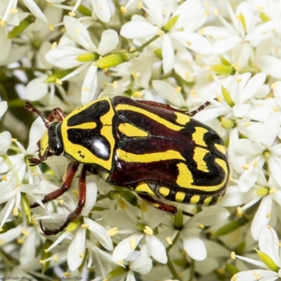 Eupoecila australasiae