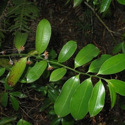 Eupomatia laurina