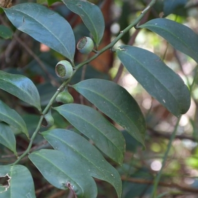 Eupomatia laurina