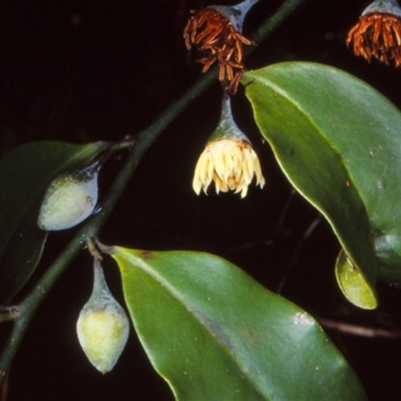 Eupomatia laurina