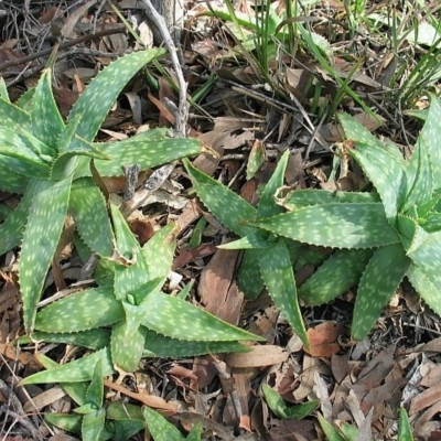 Aloe maculata