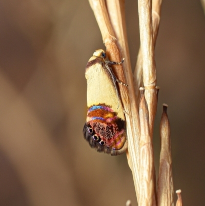 Eupselia satrapella and similar species