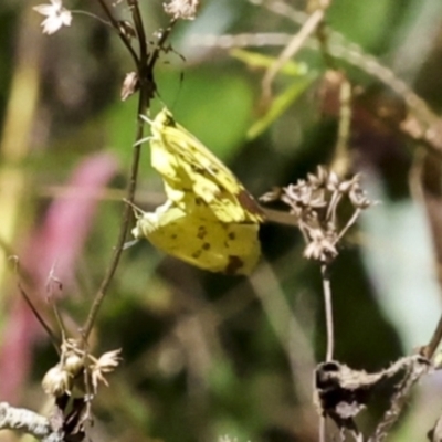 Eurema hecabe