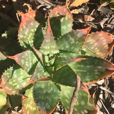 Aloe sp.