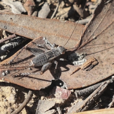 Eurepa marginipennis