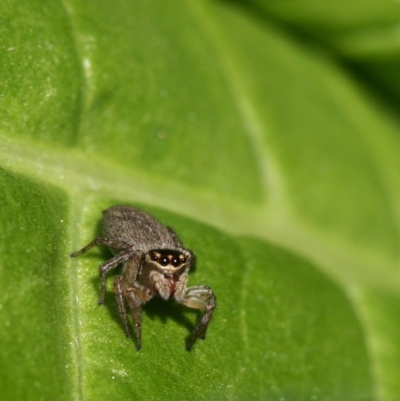 Euryattus sp. (genus)