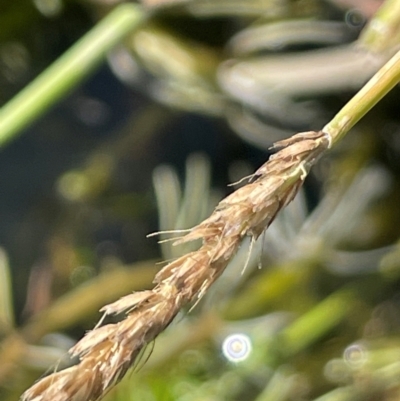 Alopecurus geniculatus