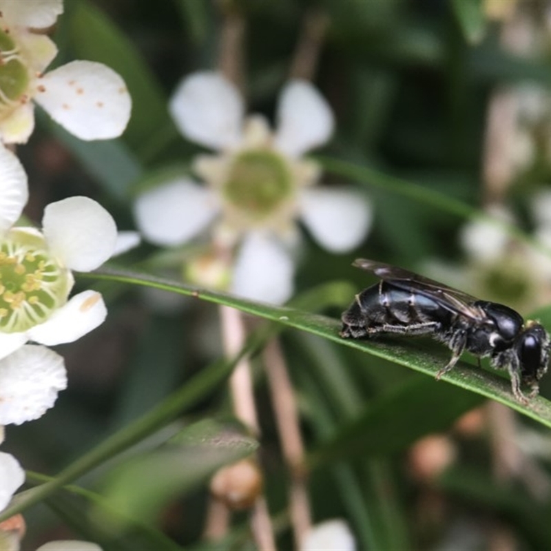 Euryglossa sp. (genus)