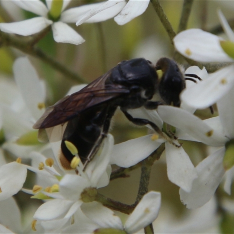 Euryglossa terminata