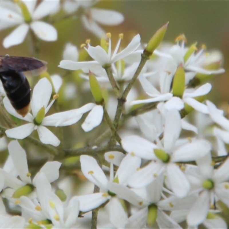 Euryglossa terminata