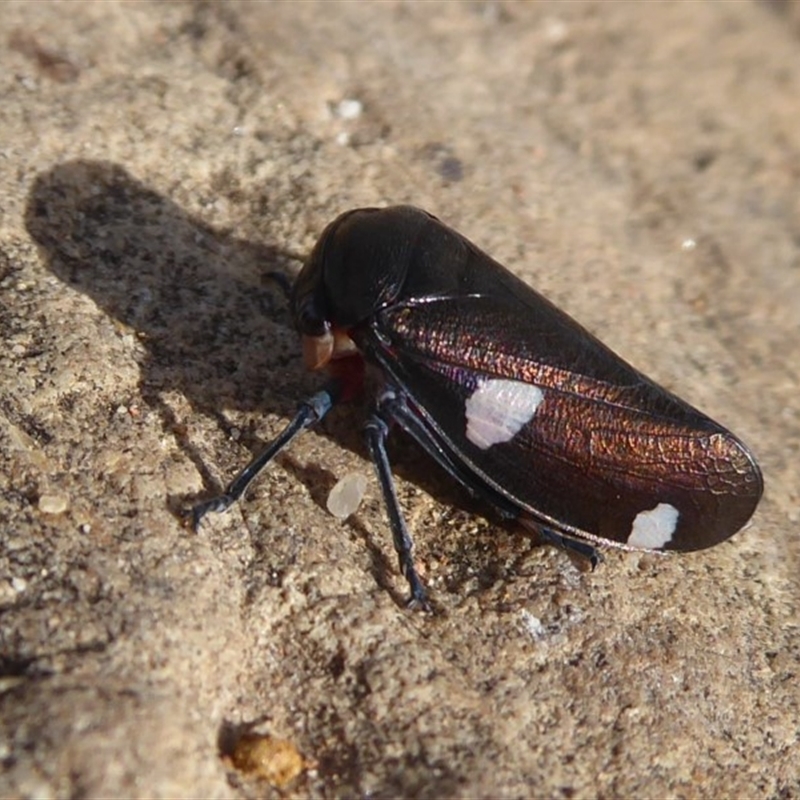 Eurymela distincta