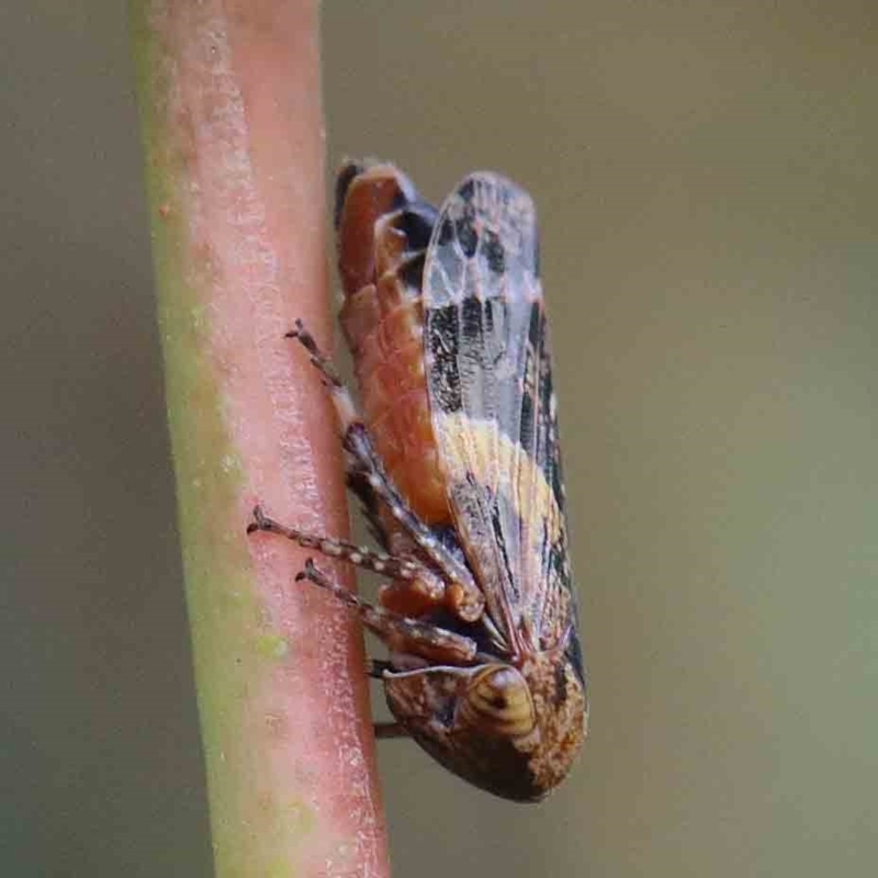 Eurymeloides adspersa