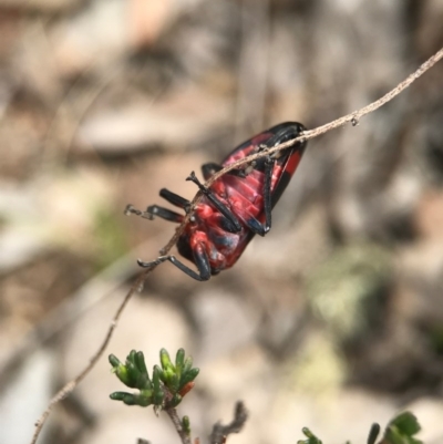 Eurymelops rubrovittata