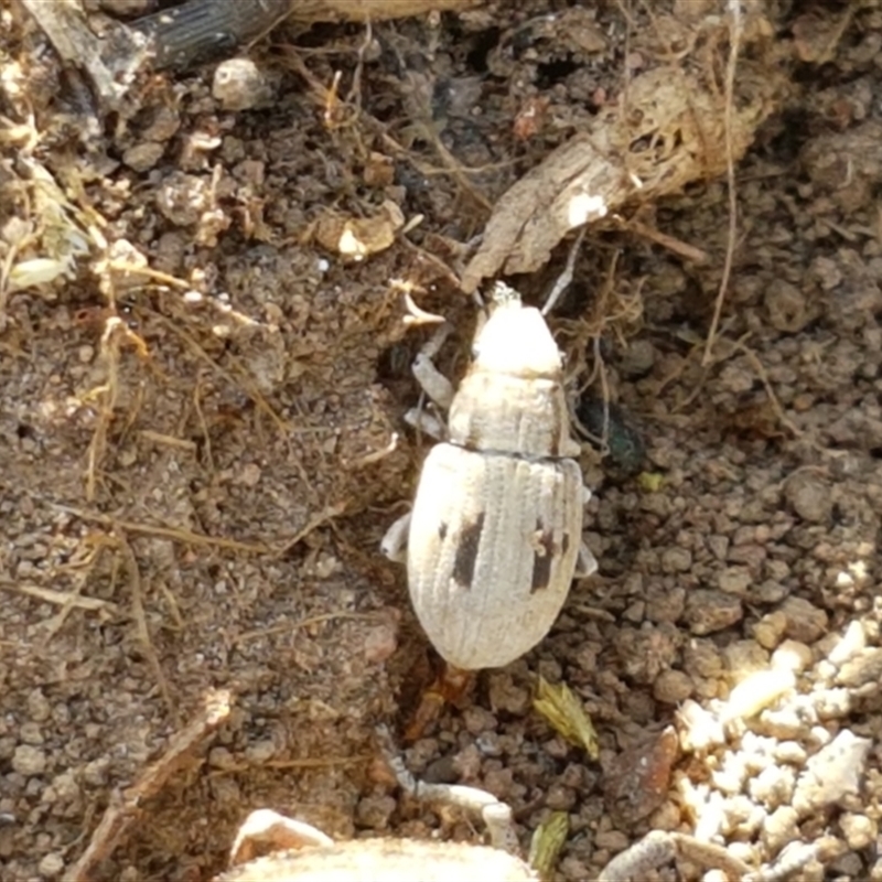 Eurymetopus birabeni