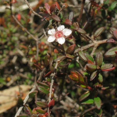 Euryomyrtus denticulata