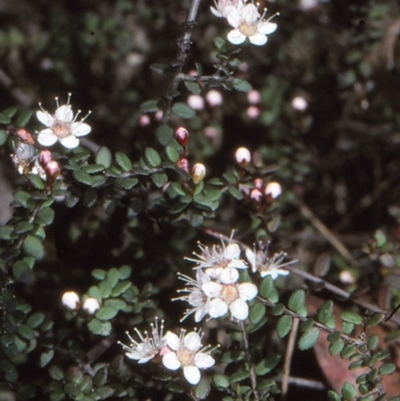 Euryomyrtus denticulata