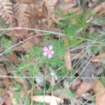 Euryomyrtus ramosissima