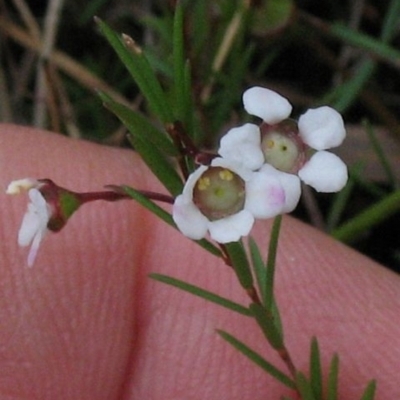 Euryomyrtus ramosissima subsp. prostrata