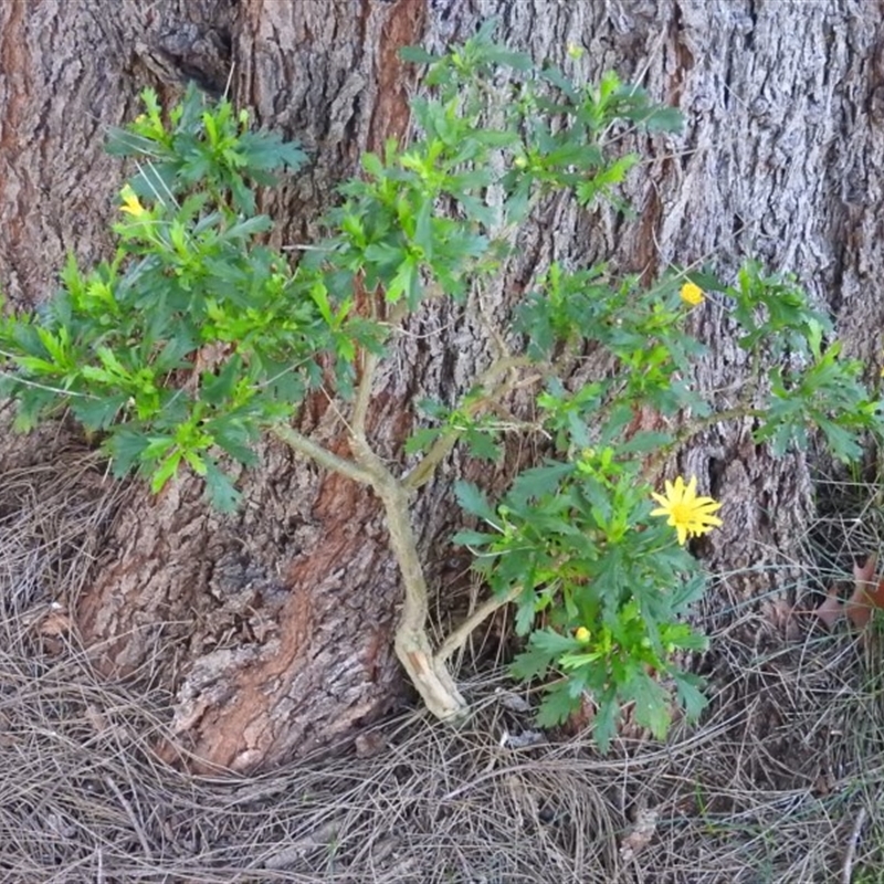 Euryops chrysanthemoides