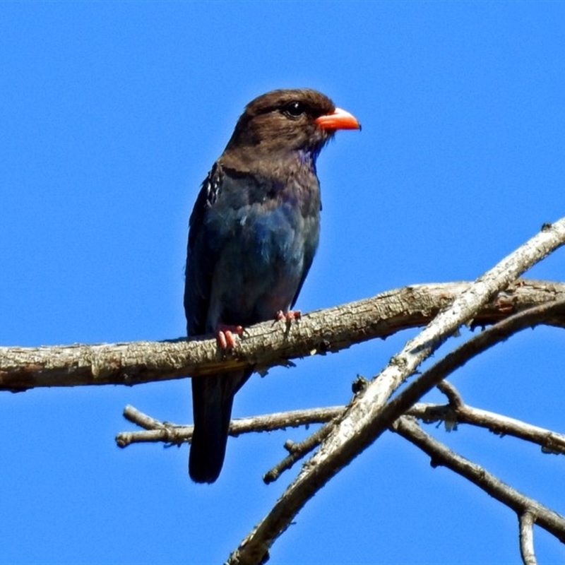 Eurystomus orientalis