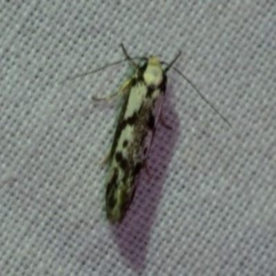 Eusemocosma pruinosa