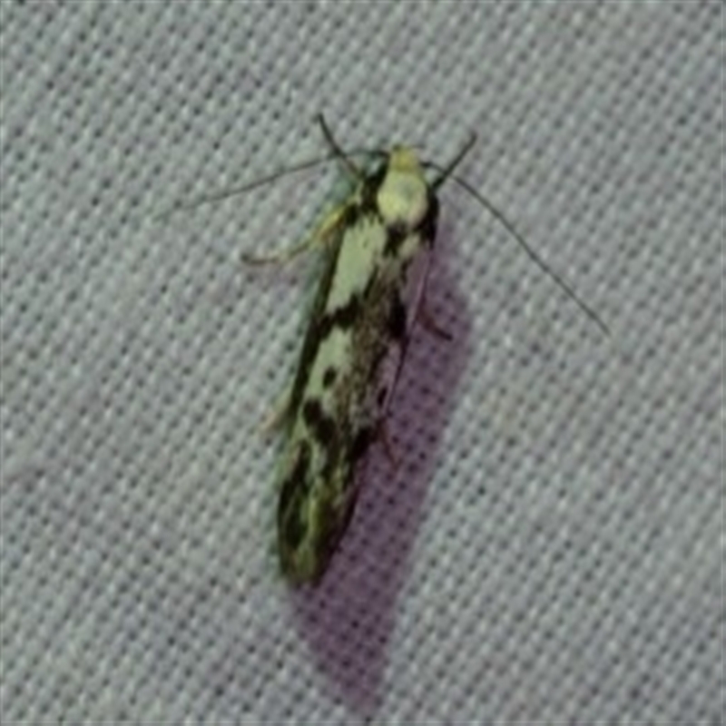 Eusemocosma pruinosa