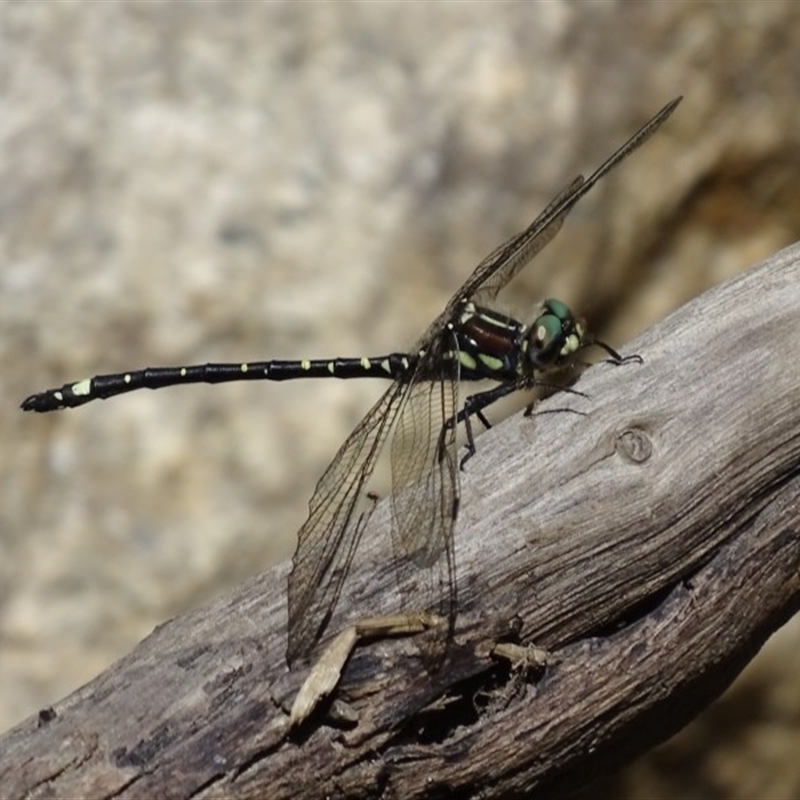 Eusynthemis brevistyla