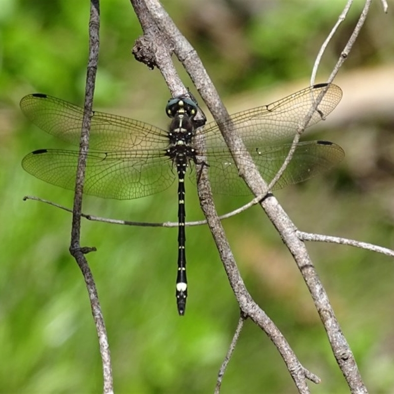 Eusynthemis brevistyla