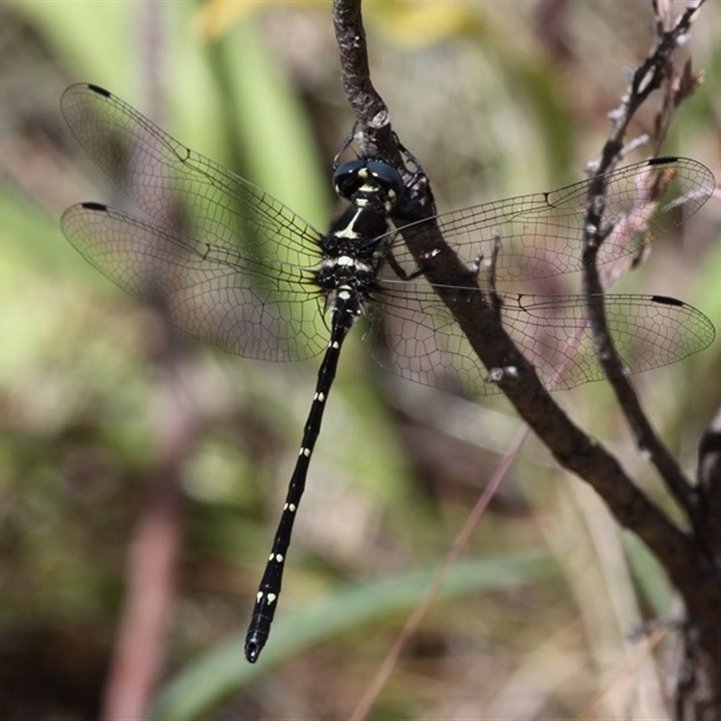 Eusynthemis guttata