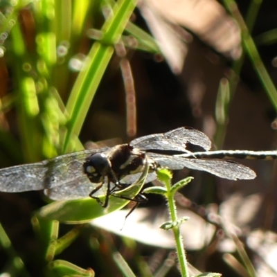 Eusynthemis tillyardi