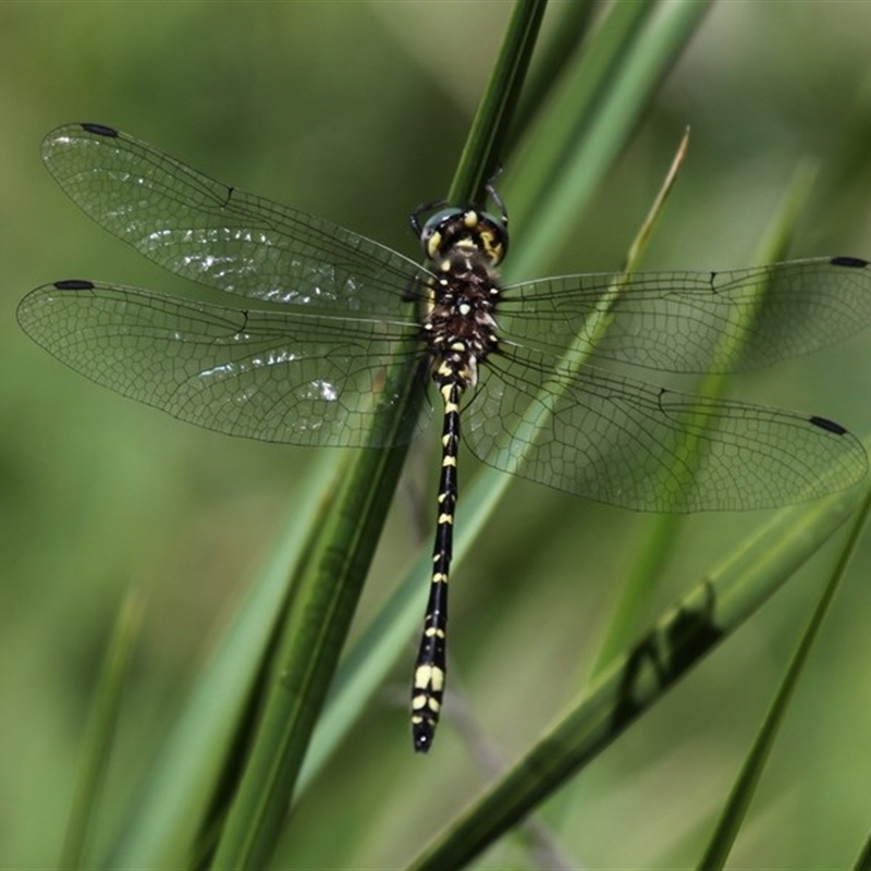 Eusynthemis virgula