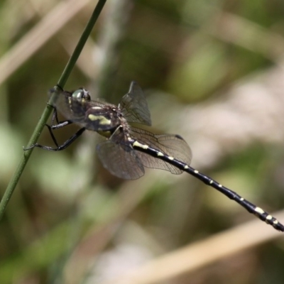 Eusynthemis virgula