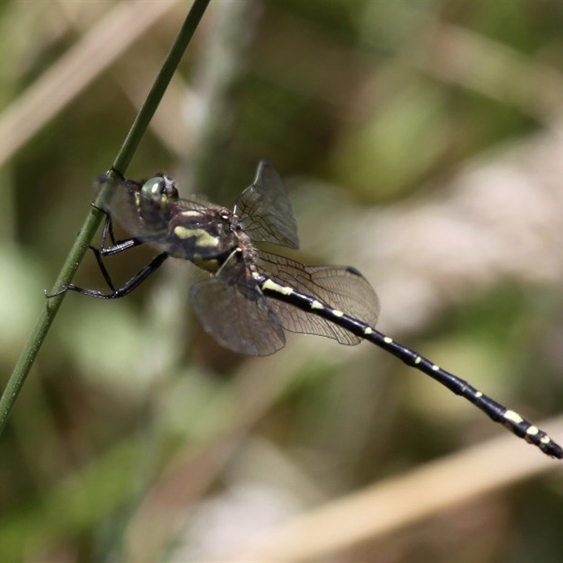 Eusynthemis virgula