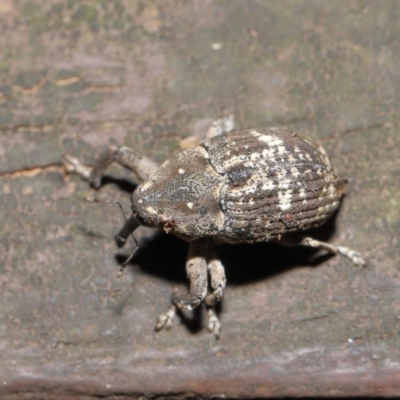 Eutyrhinus meditabundus