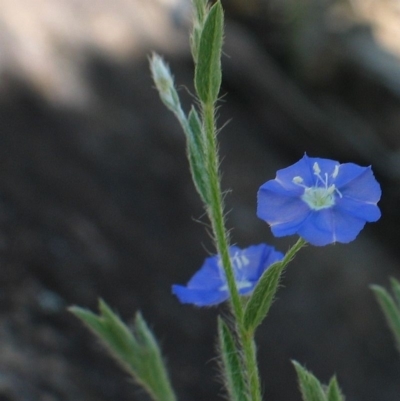 Evolvulus alsinoides var. decumbens