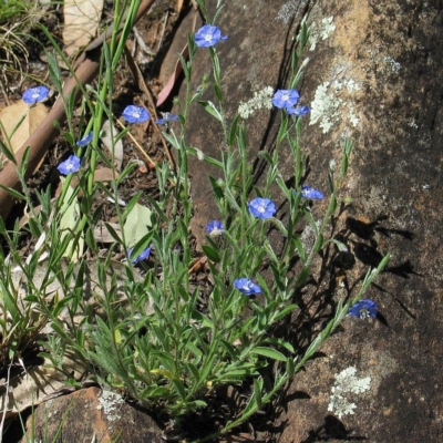 Evolvulus alsinoides var. decumbens