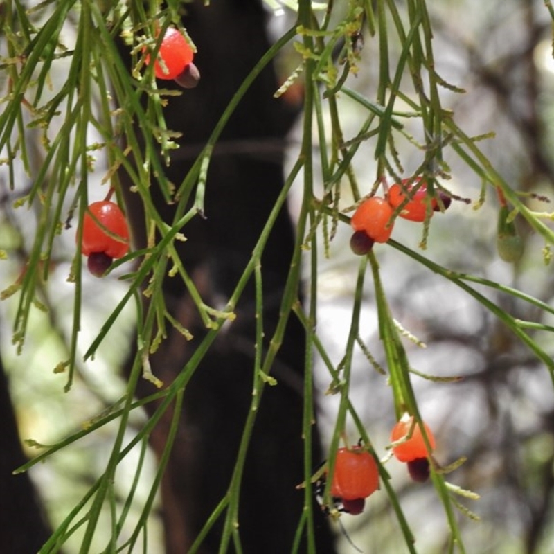 Exocarpos cupressiformis