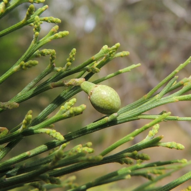 Exocarpos cupressiformis