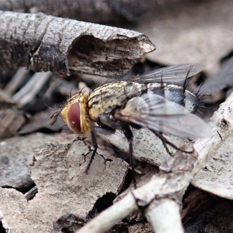 Exorista sp. (genus)