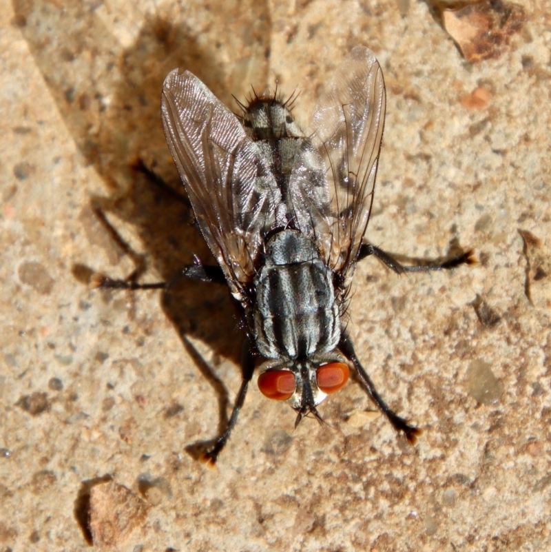 Exorista sp. (genus)