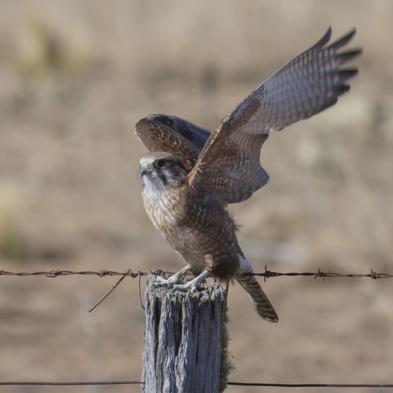 Falco berigora