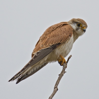 Falco cenchroides