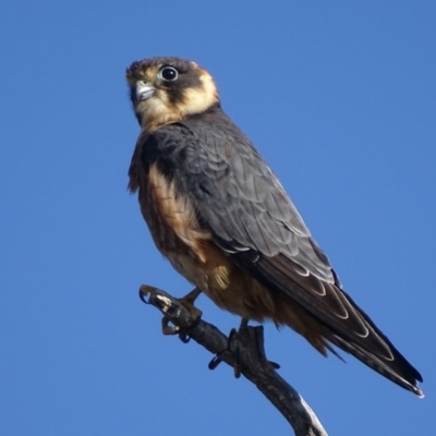 Falco longipennis