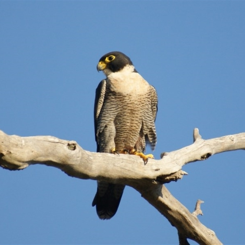 Falco peregrinus