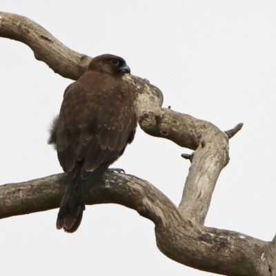 Falco subniger