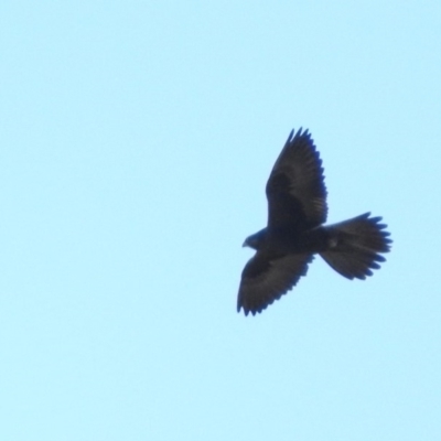 Falco subniger