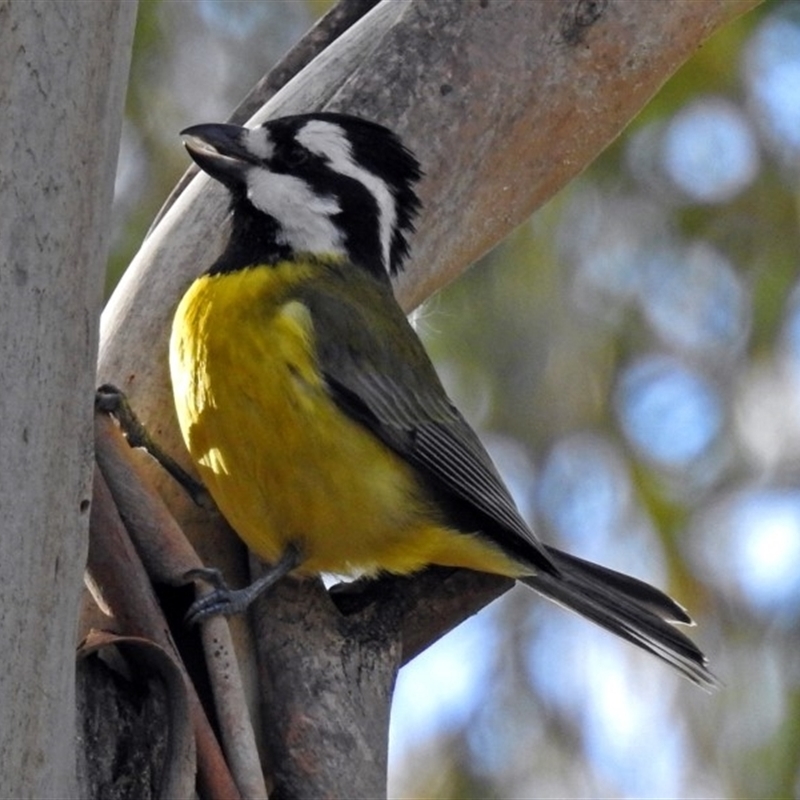 Falcunculus frontatus