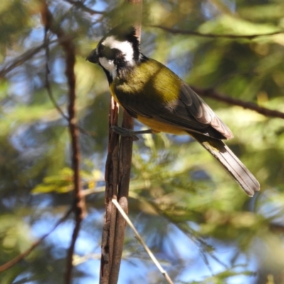 Falcunculus frontatus