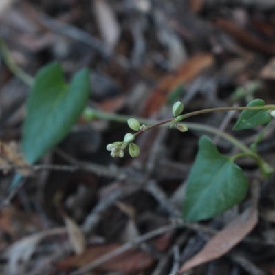 Fallopia convolvulus