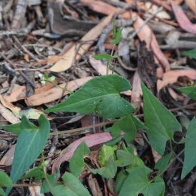 Fallopia convolvulus